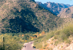 Sabino Canyon